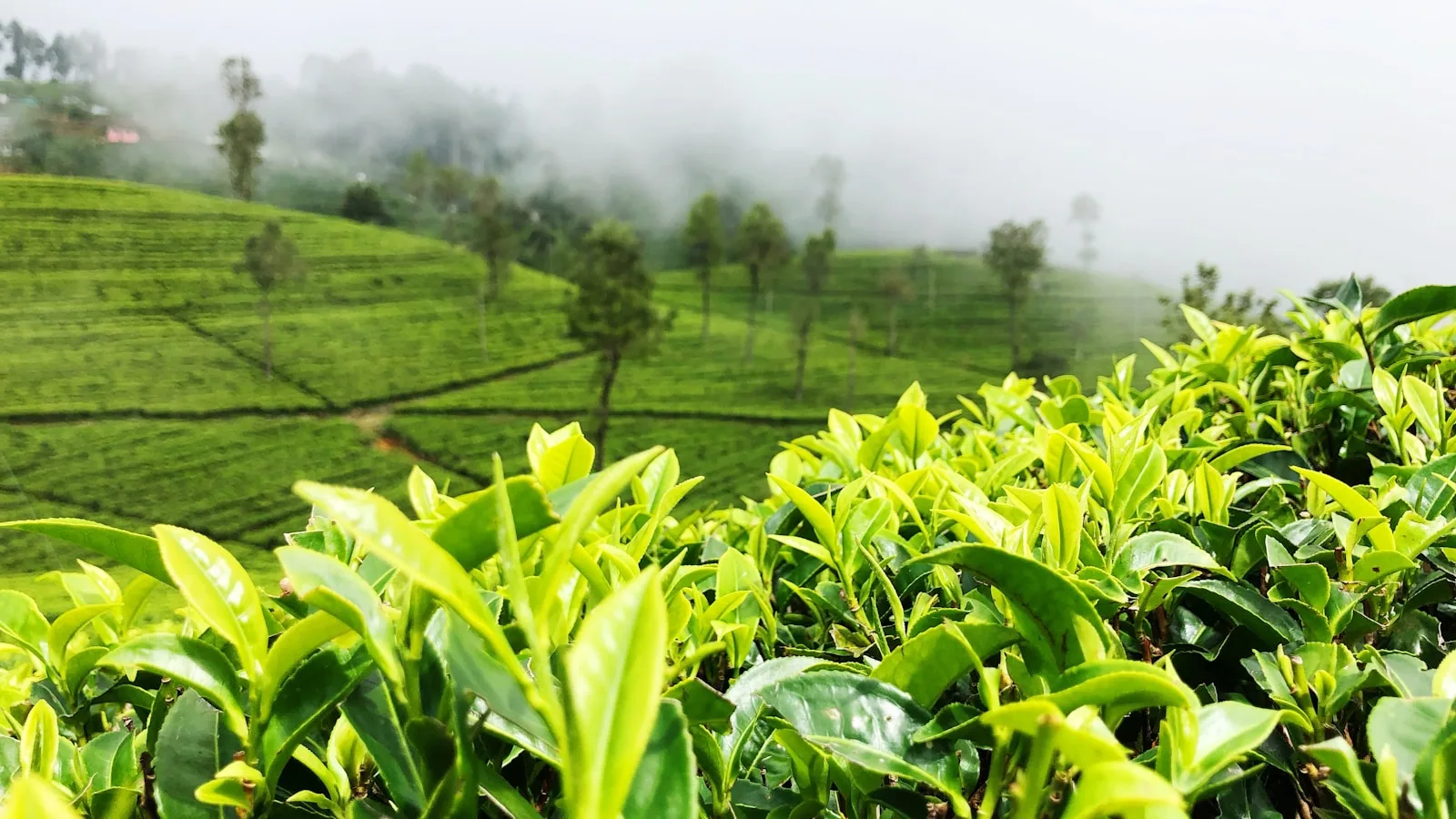 Plantations de thé en terrasses dans le Hill Country du Sri Lanka avec brumes matinales et collines verdoyantes