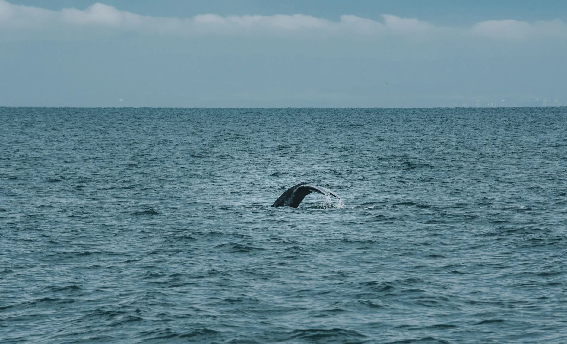 Mirissa et les baleines : un facteur à ne pas négliger dans le choix de votre hébergement