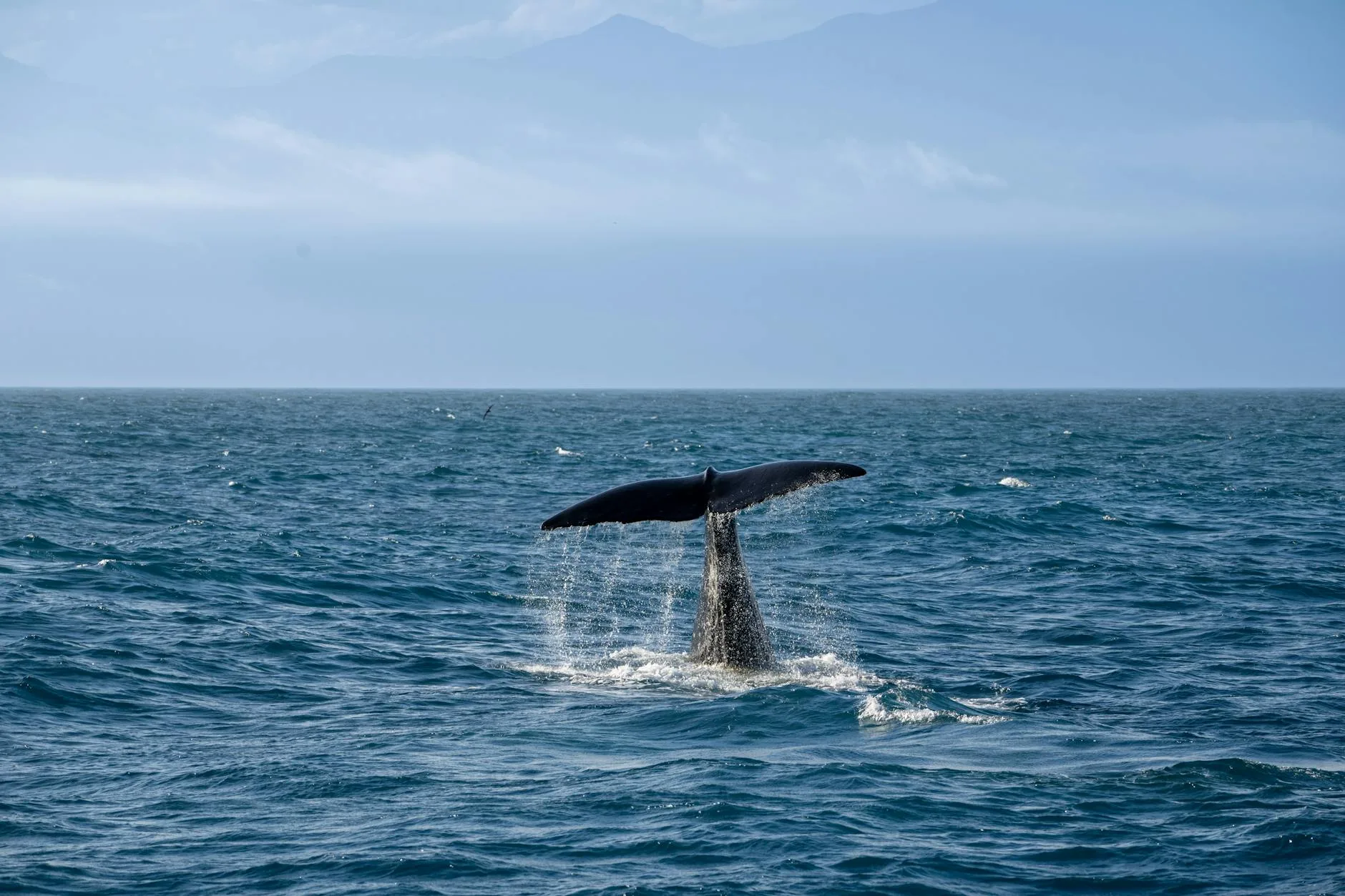 Observation des baleines et dauphins