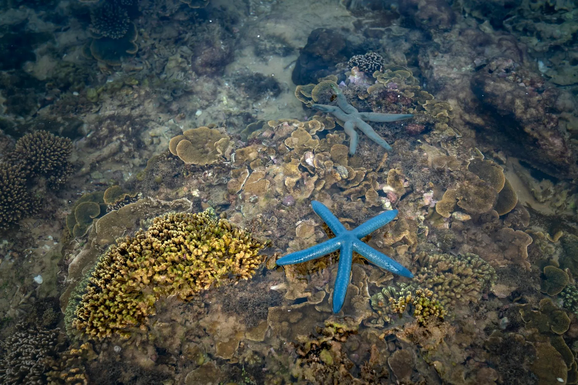 Snorkeling sans plonger : les bons spots
