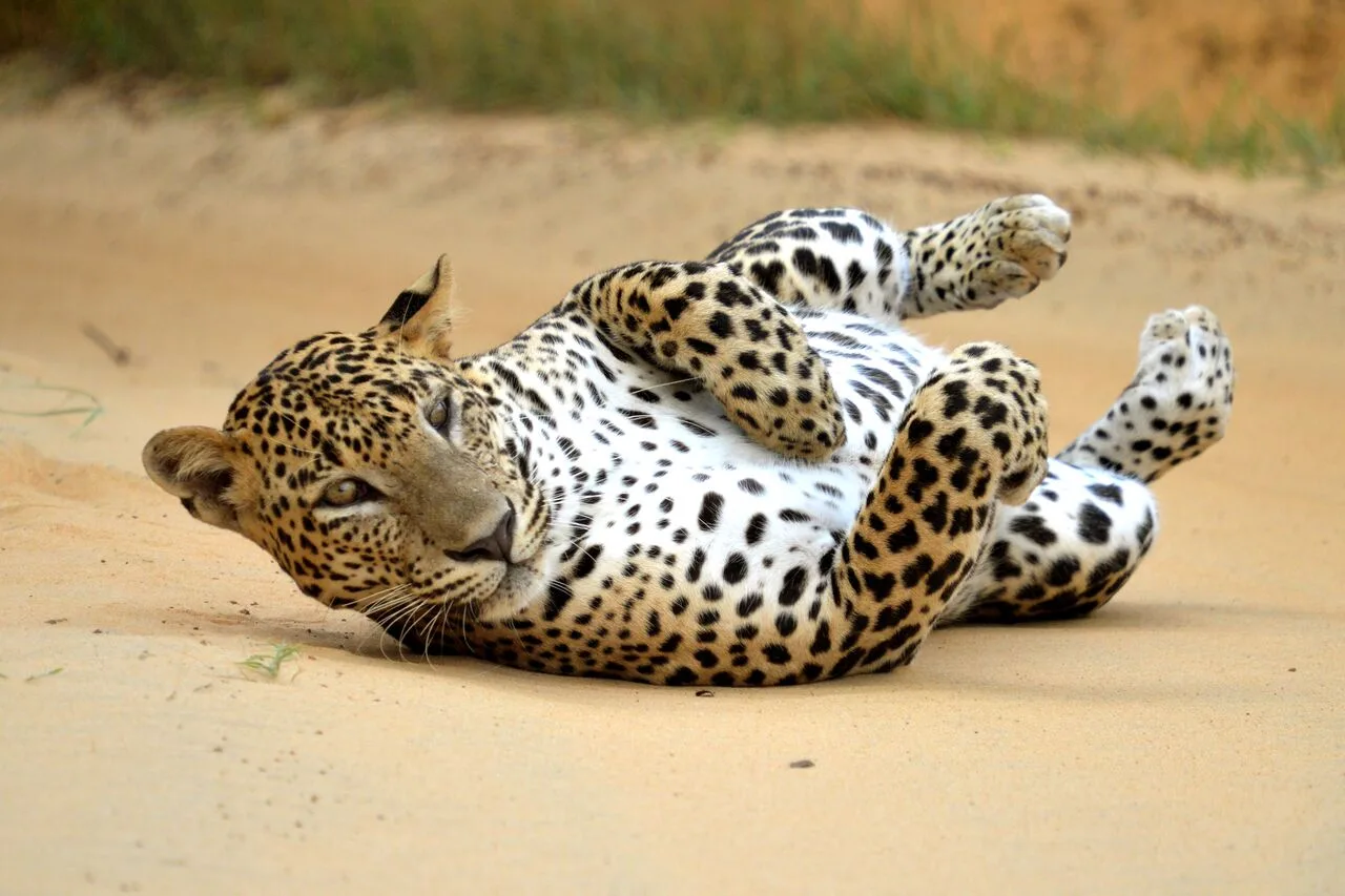 Jours 11-12 : Yala — le safari