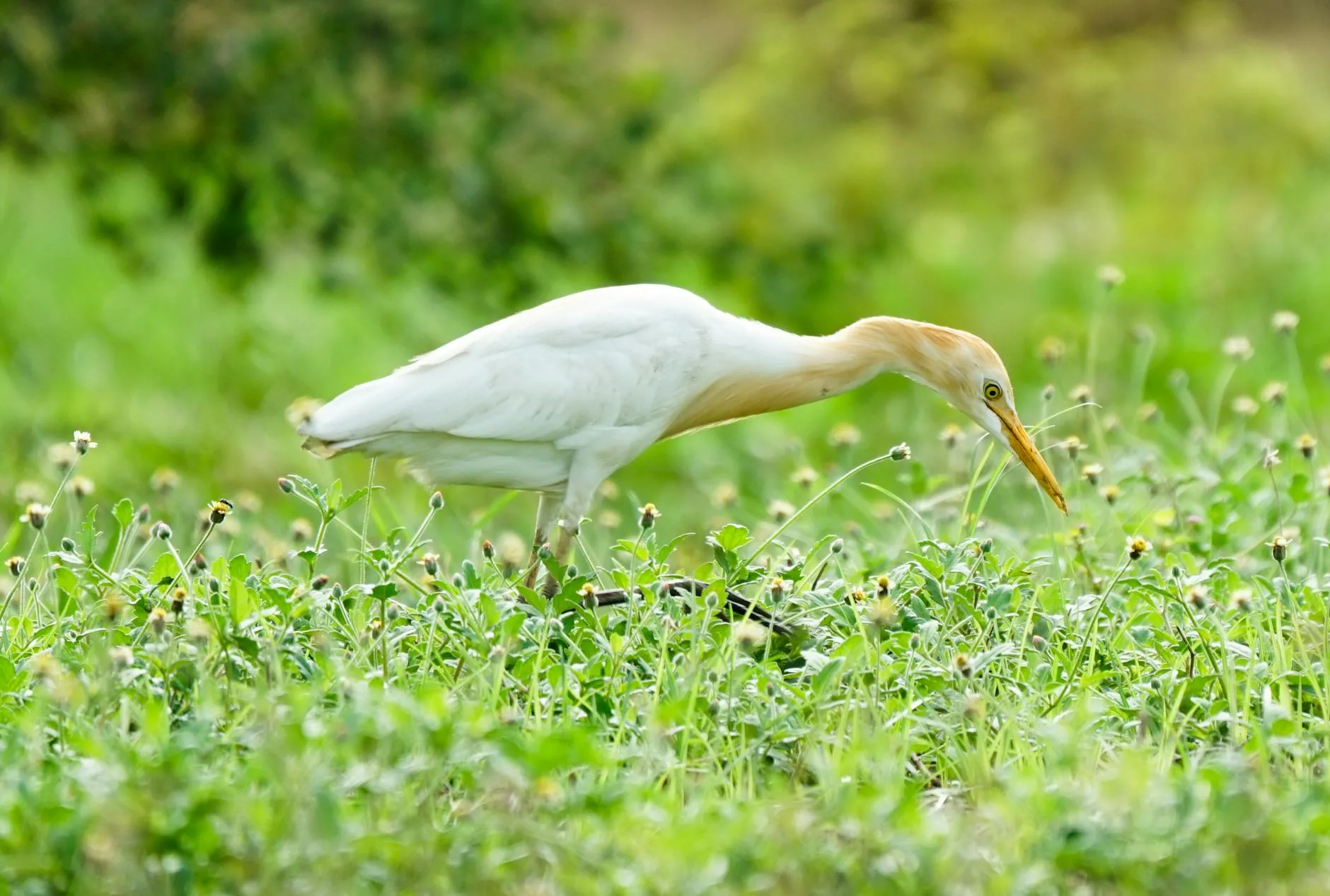 Observation des oiseaux