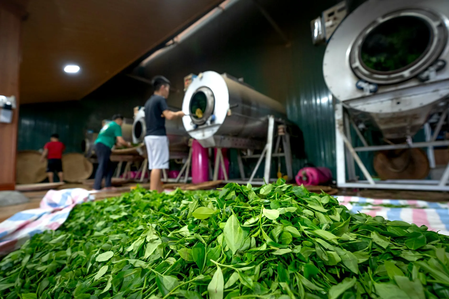 Comment se déroule la production du thé