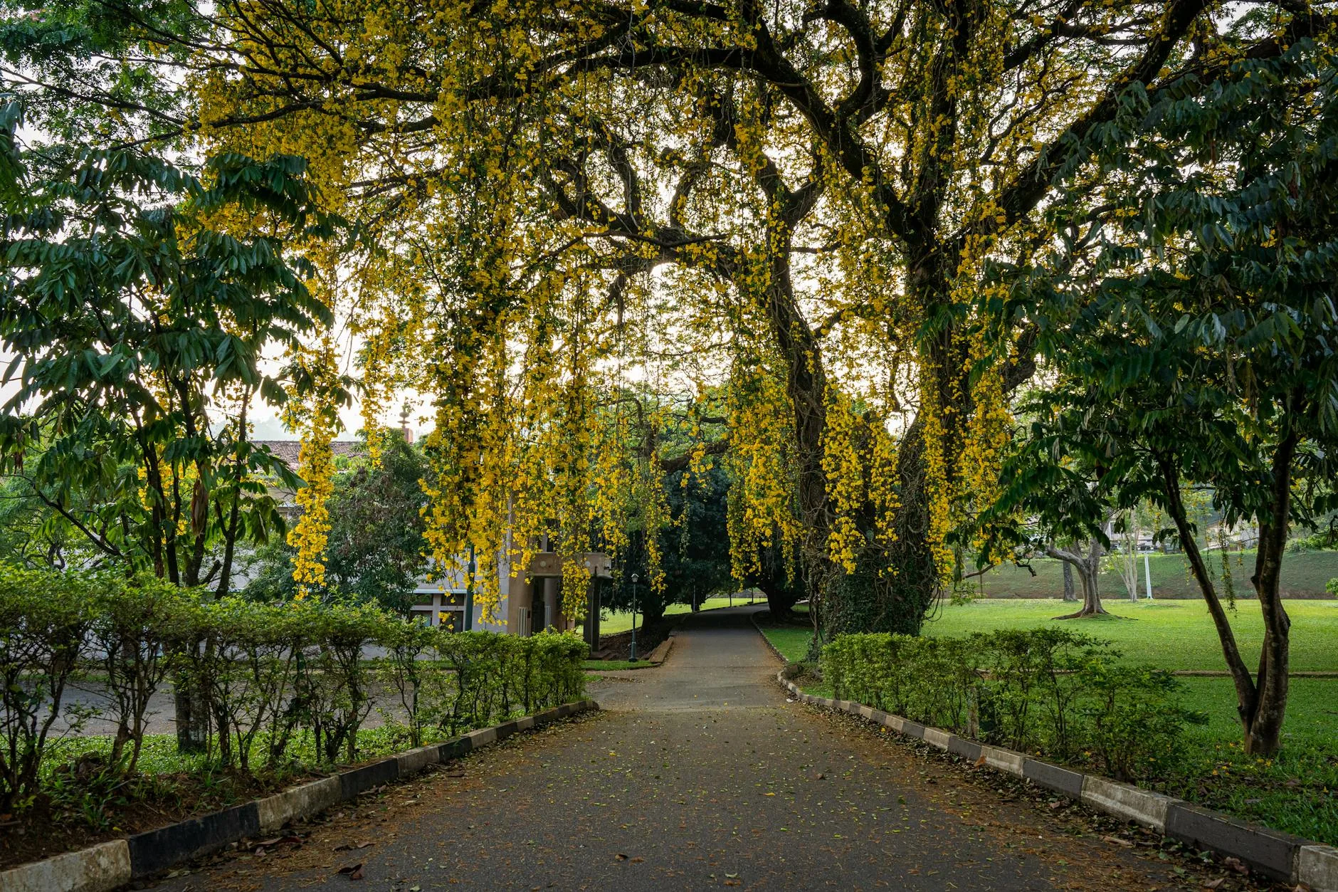 Le Jardin botanique de Peradeniya